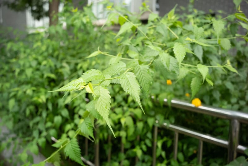 Bright green leaves extend from a branch in the foreground, with lush foliage and a metal railing blurred in the background. The scene appears outdoors, likely in a garden or park area near a building.