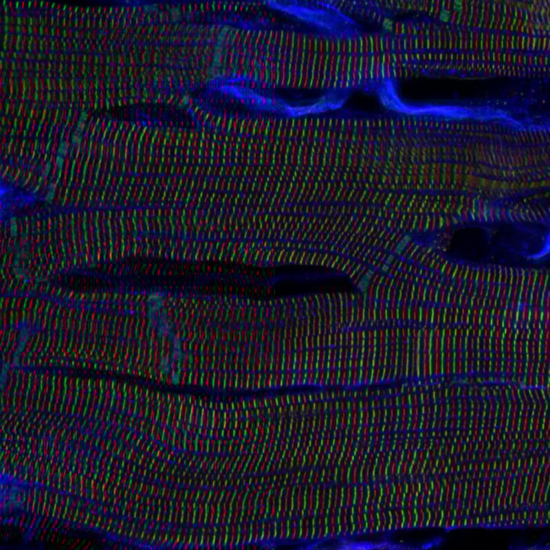 17 Award-Winning Microscope Photos Reveal the World’s Hidden Wonders