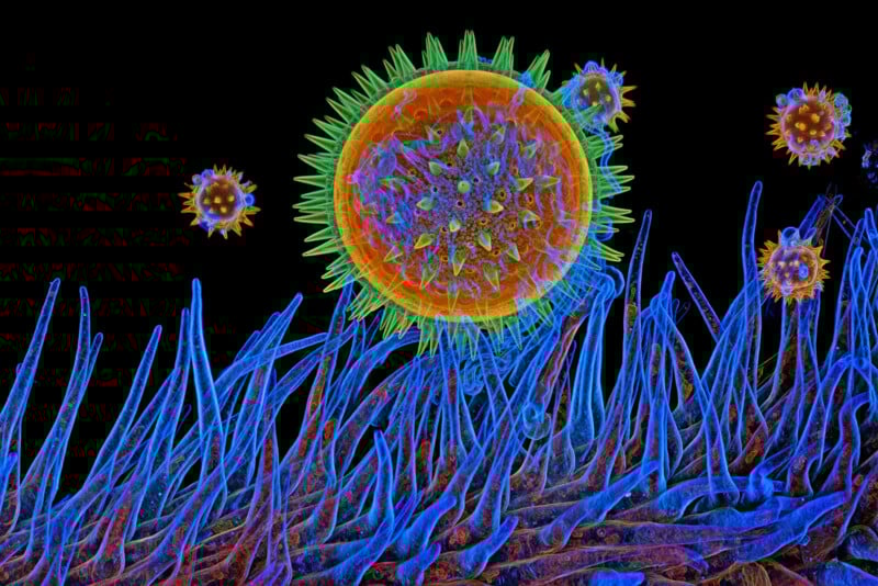 17 Award-Winning Microscope Photos Reveal the World’s Hidden Wonders