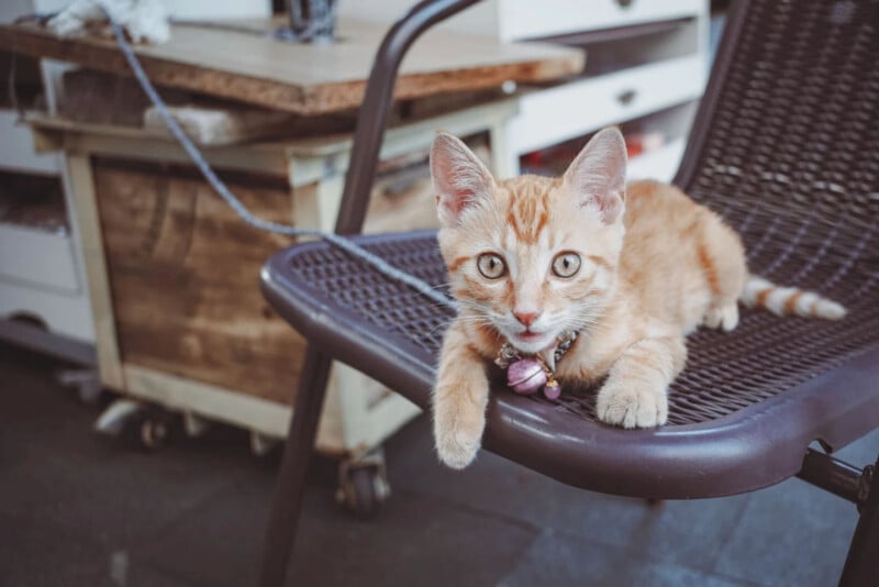 A light orange tabby kitten with a bell collar lies on a brown perforated chair, looking at the camera with wide eyes. A blue leash is attached to the kitten, and there are wooden items in the background.