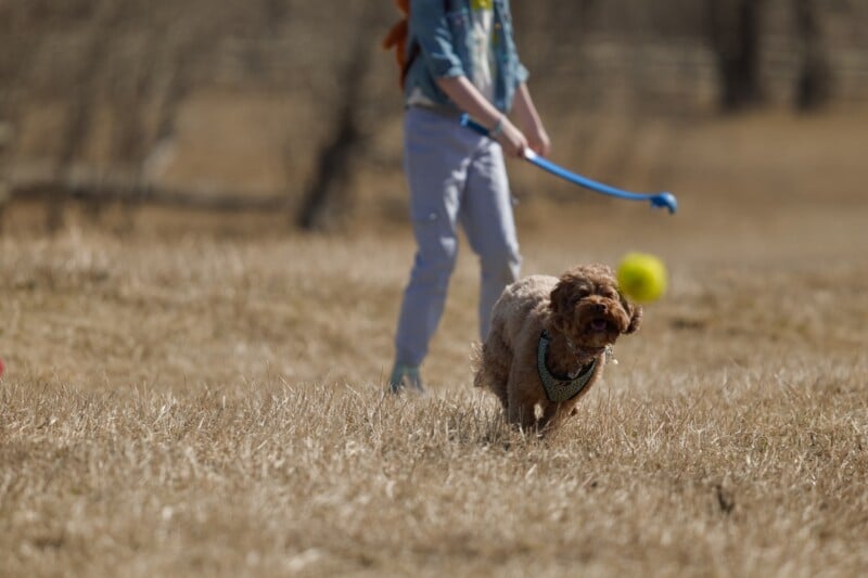 A small brown dog runs through dry grass toward a yellow ball, while a person in the background uses a blue ball launcher.