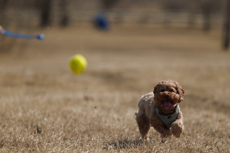 A small brown dog wearing a green harness runs through a dry grassy field, excitedly chasing a yellow ball that has just been thrown. The background is blurred, with a fence faintly visible.