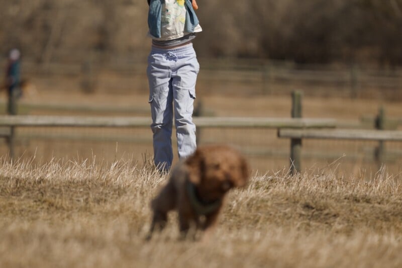 A child in light blue pants stands behind a small brown dog running through a dry grassy field. The child's upper body is out of frame, and a wooden fence runs across the background.