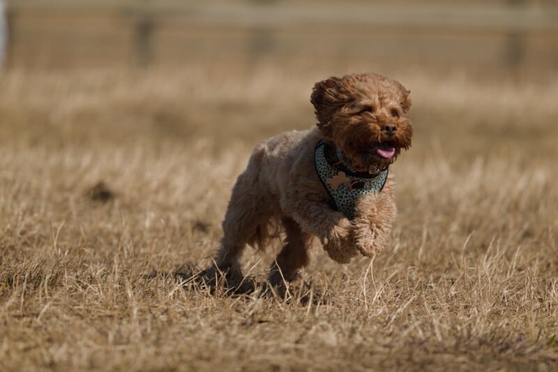 A small, fluffy brown dog with a blue harness runs energetically through a dry, grassy field, tongue out and ears flapping in the wind.