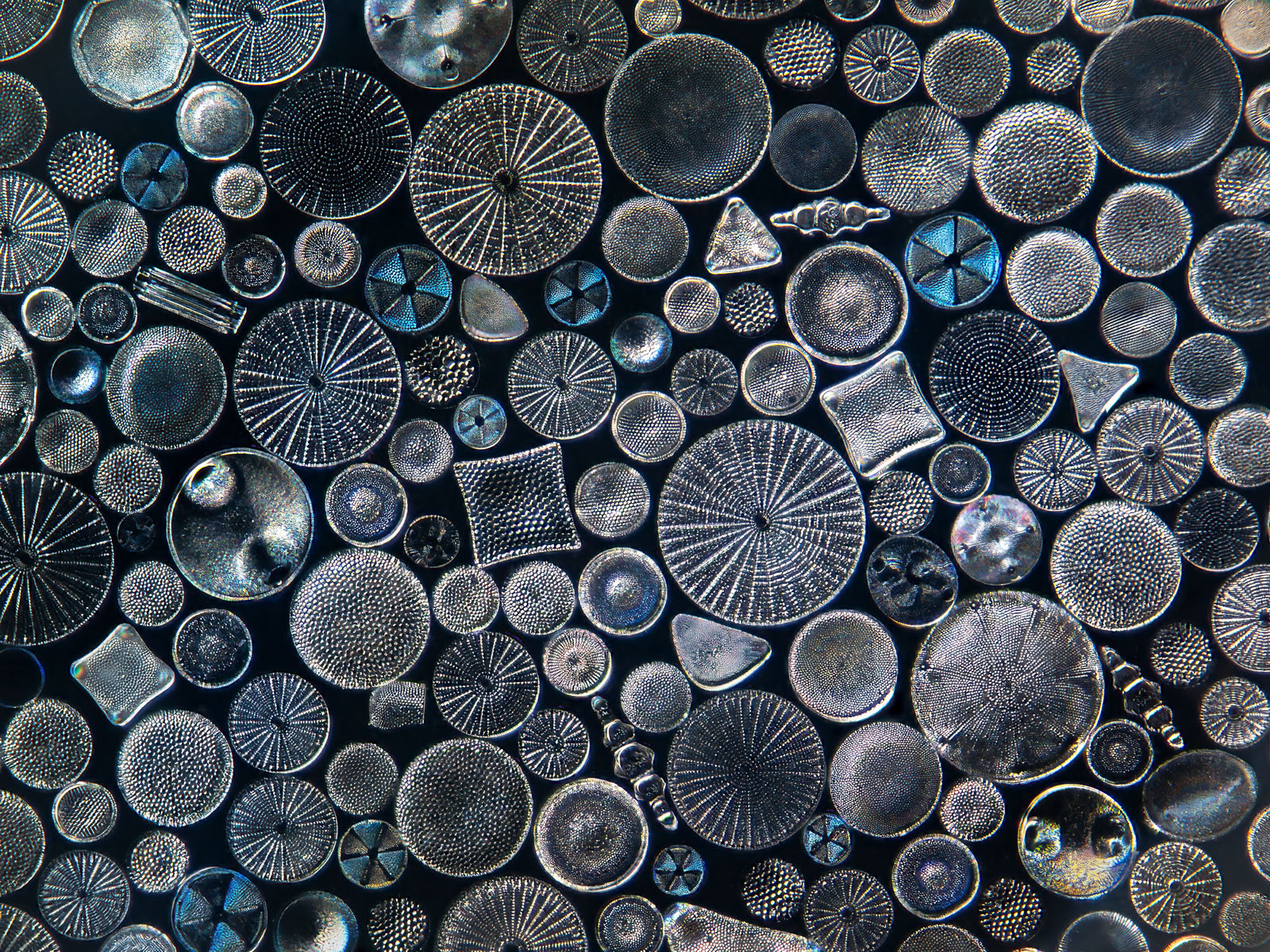 'Patterns' Is a Photographic Celebration of Nature's Rhythms | PetaPixel