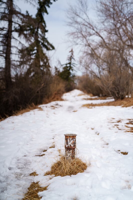 A snow-covered path lined with bare trees, featuring a rusty metal post with graffiti in the foreground and patches of dry grass poking through the snow.