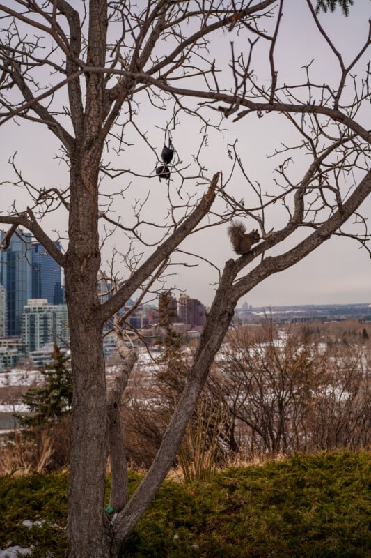 A bare tree in winter with a black bird perched high and a squirrel on a lower branch. In the background, city buildings and snow-covered ground are visible under a cloudy sky.