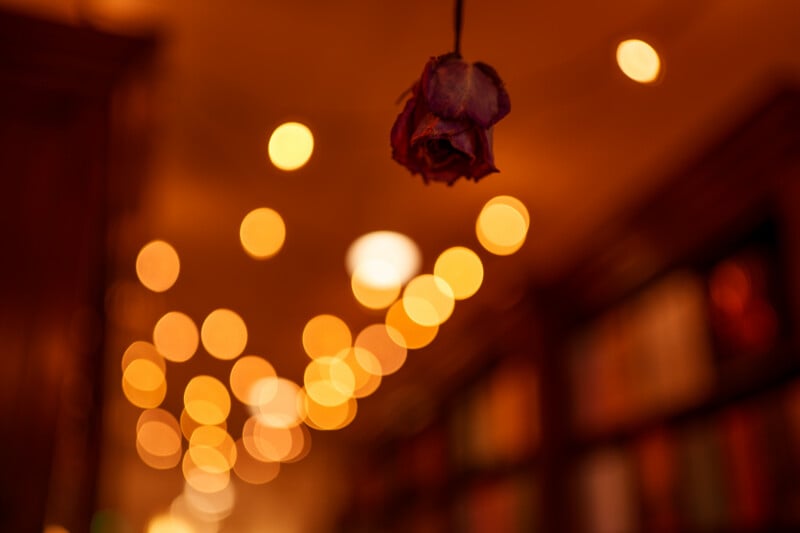 A dried rose hangs in the foreground with warm, out-of-focus string lights and blurred bookshelves in the background, creating a cozy, atmospheric scene.