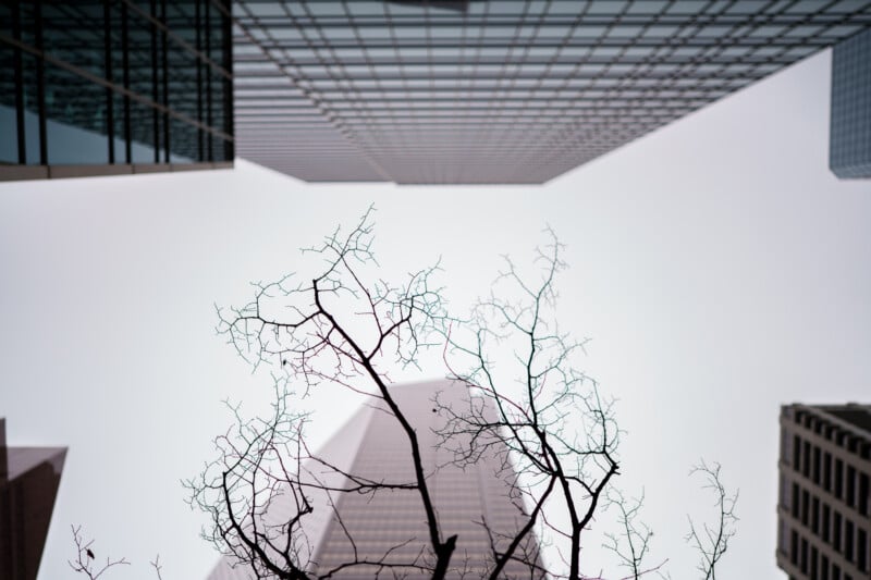 Bare tree branches in the foreground with tall modern buildings towering above, viewed from below against a pale, overcast sky.