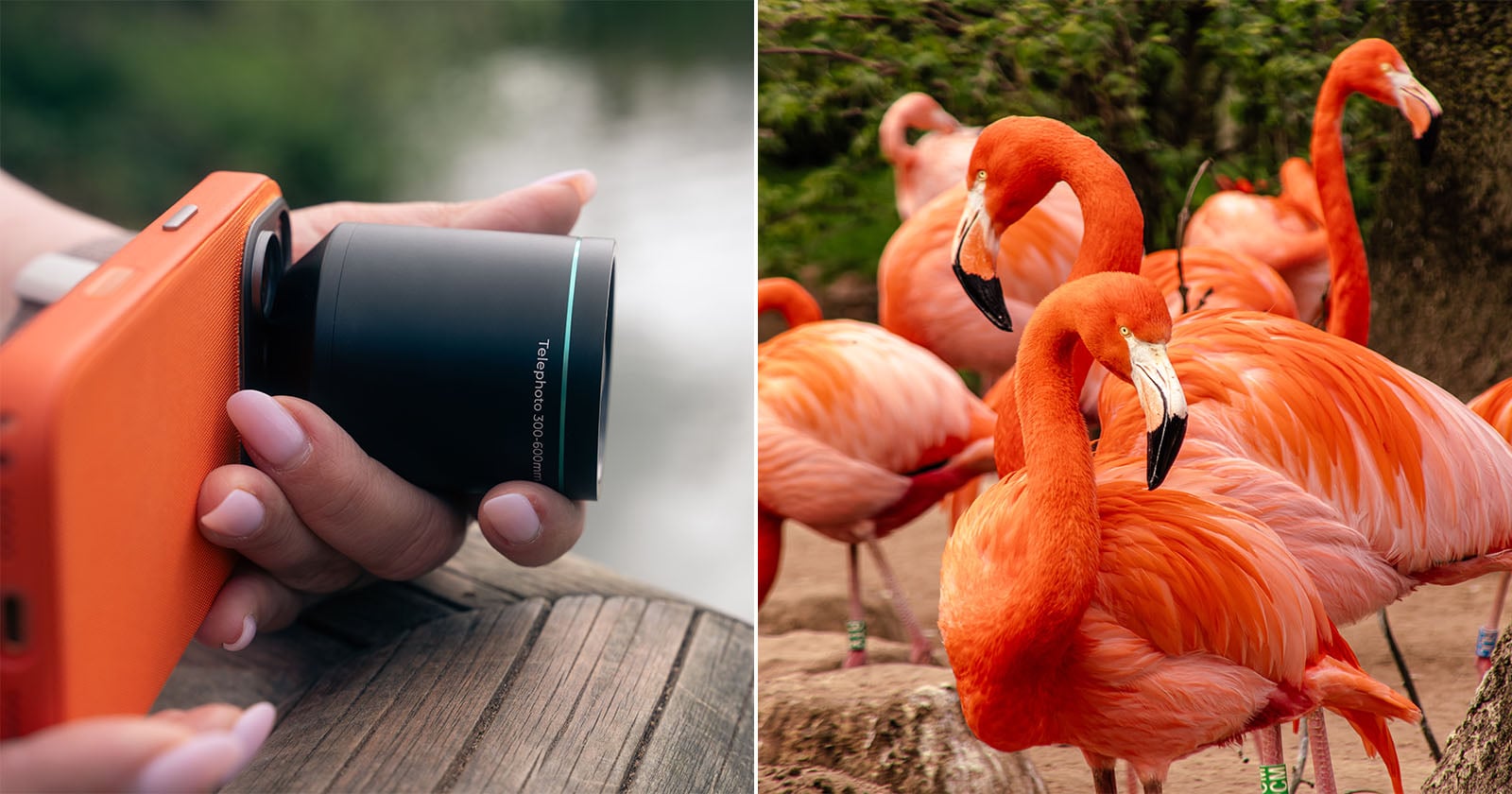 A close-up of a person holding an orange camera next to a scene of several vibrant pink flamingos standing together outdoors.