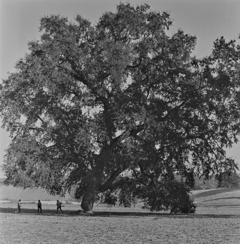 A large, sprawling tree dominates an open field, with four people standing beneath its wide branches. The landscape in the background consists of rolling hills and clear skies. The image is in black and white.