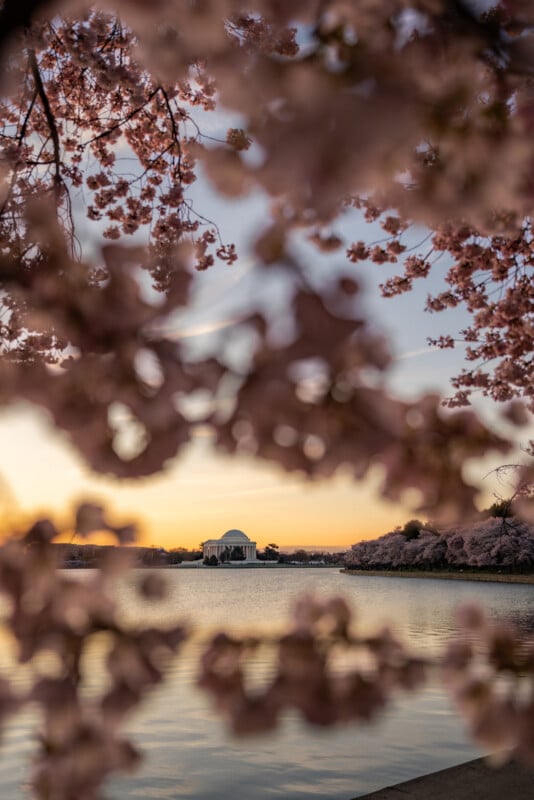 Cherry blossom branches frame a view of the Jefferson Memorial across the water at sunset, with a soft, warm glow in the sky and reflections on the calm surface.