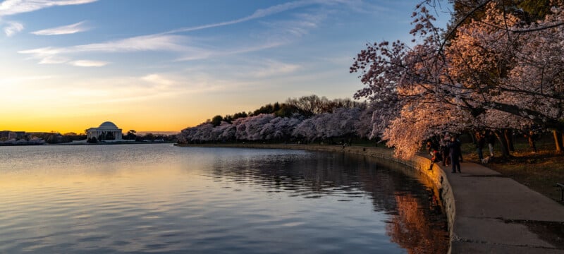Cherry blossom trees line the edge of a calm waterfront at sunset, with people walking along the path and the Jefferson Memorial visible in the distance under a colorful sky.