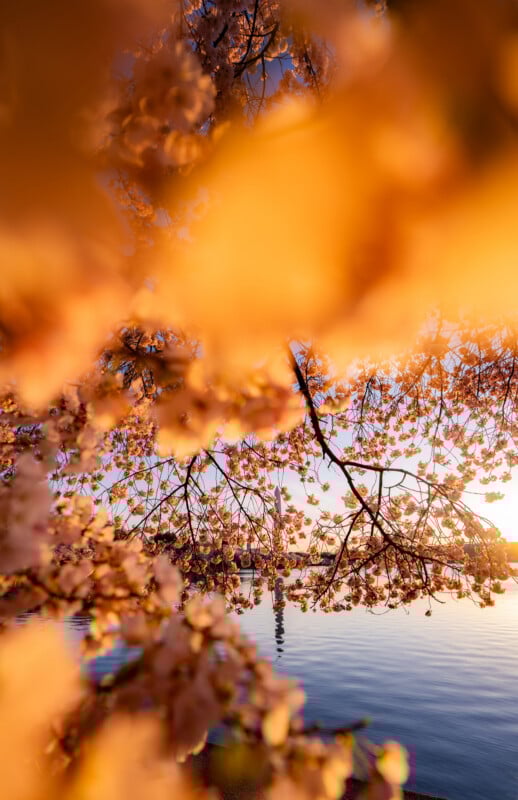 Cherry blossom branches in full bloom frame a view of calm water at sunset, with soft golden light illuminating the pink flowers and creating a warm, serene atmosphere.