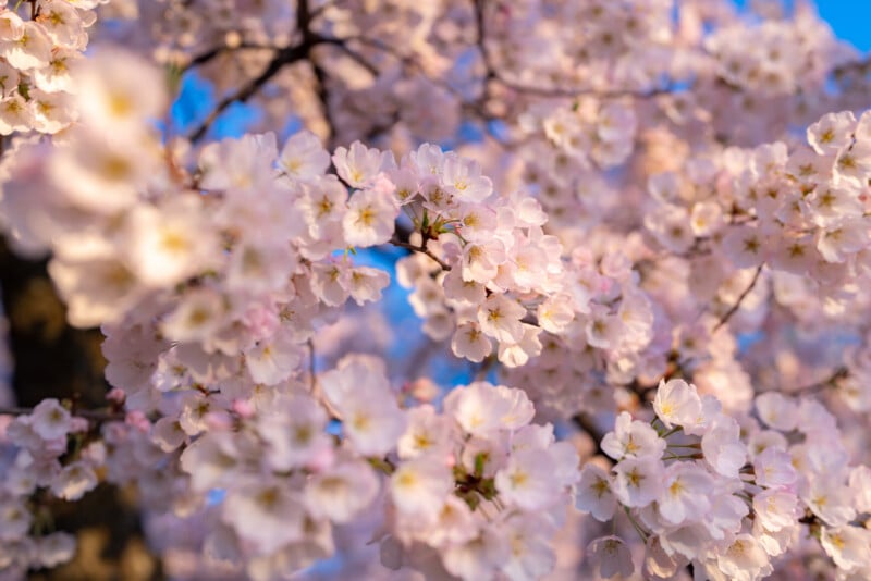 Close-up of cherry blossom branches with clusters of pale pink flowers in full bloom, set against a bright blue sky and soft sunlight.