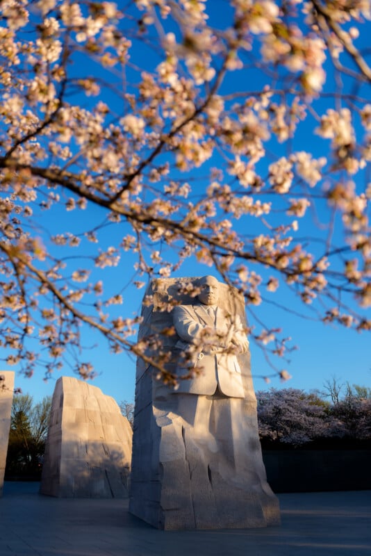A large stone statue of a man with folded arms stands beneath blooming cherry blossom branches against a clear blue sky at the Martin Luther King Jr. Memorial in Washington, D.C.