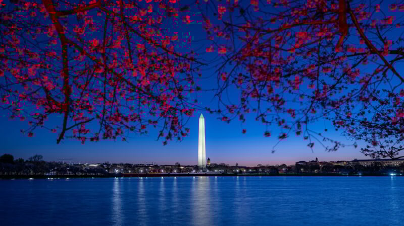 The Washington Monument illuminated at dusk, framed by blossoming cherry tree branches with pink flowers, reflecting in the calm blue water below.