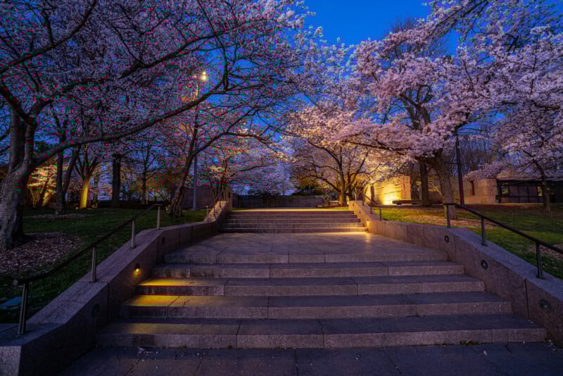 Wide stone steps lead up through a park lined with blossoming cherry trees at dusk. Warm lights illuminate the pathway and trees, creating a serene, inviting atmosphere under the deep blue evening sky.