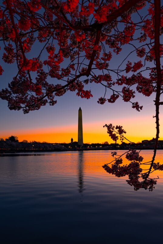 Cherry blossoms frame the Washington Monument at sunset, reflecting on the calm water with a vibrant orange and purple sky in the background.