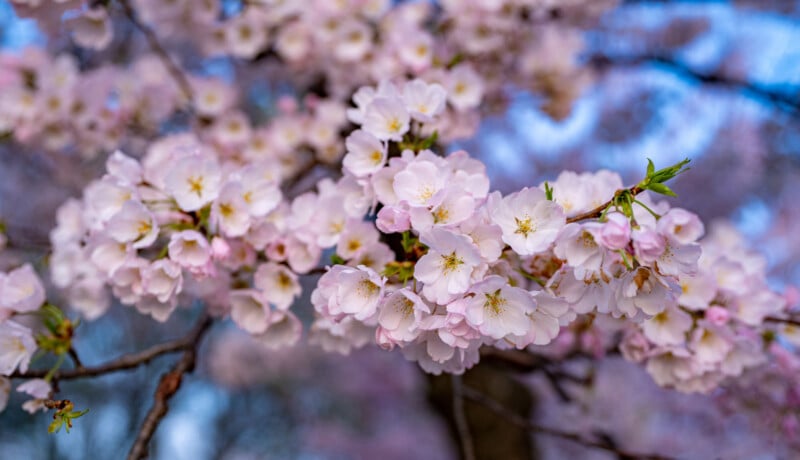 Close-up of a tree branch covered in clusters of light pink cherry blossoms in full bloom, with a blurred background of more flowers and hints of blue sky.
