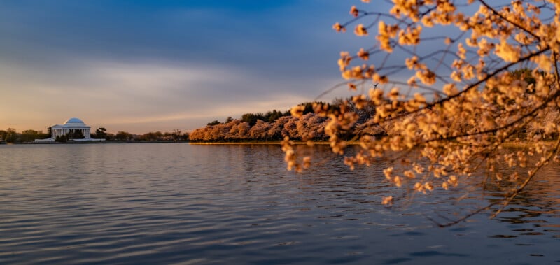 Cherry blossoms frame the right side of the image, overlooking a calm body of water with the Jefferson Memorial in the distance under a blue and golden sky during sunset.