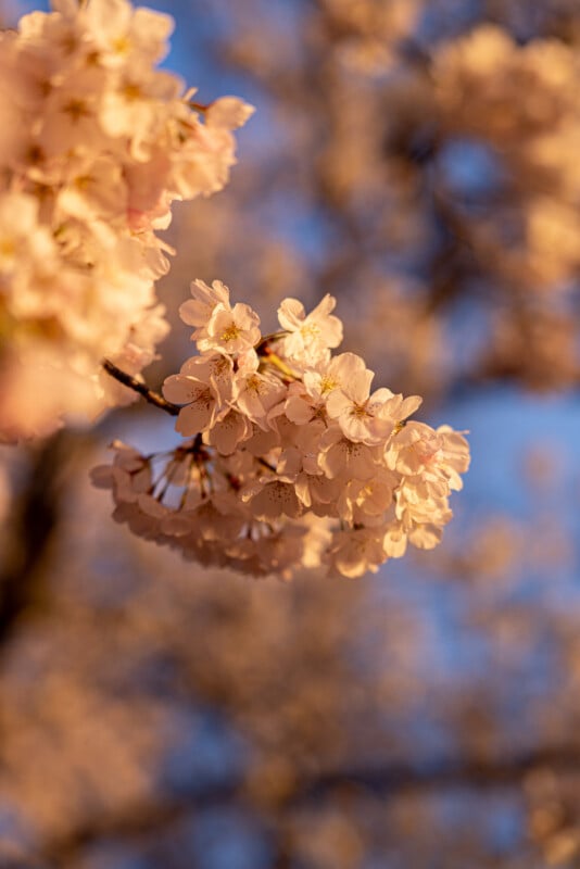 A close-up of pale pink cherry blossoms on a branch, softly lit by warm sunlight, with a blurred background of more blossoms and a blue sky.