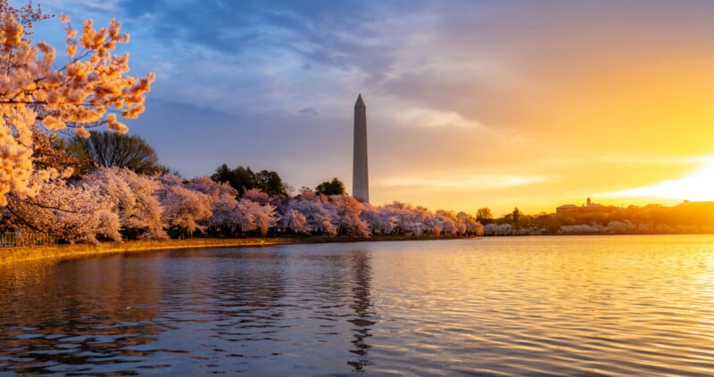 Cherry blossoms line the Tidal Basin in Washington, D.C., with the Washington Monument in the background at sunrise. The sky glows with golden and blue hues, reflecting on the calm water.