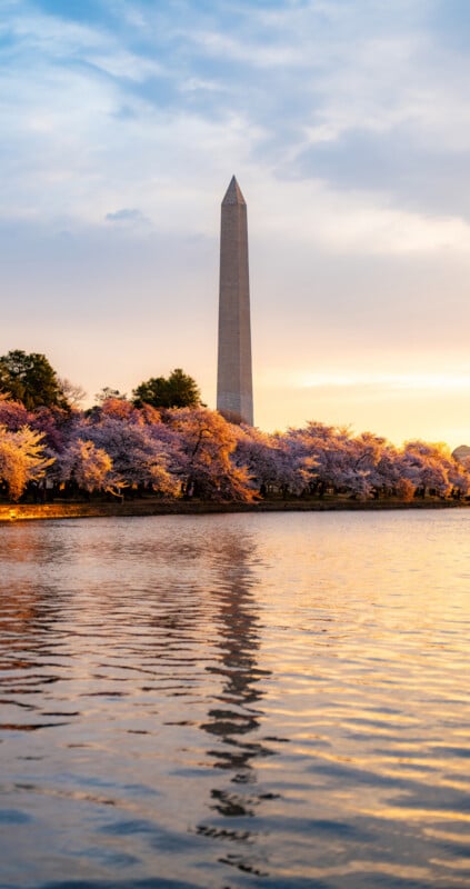 The Washington Monument stands tall behind blooming cherry blossom trees at sunset, with its reflection visible in the rippling water in the foreground.