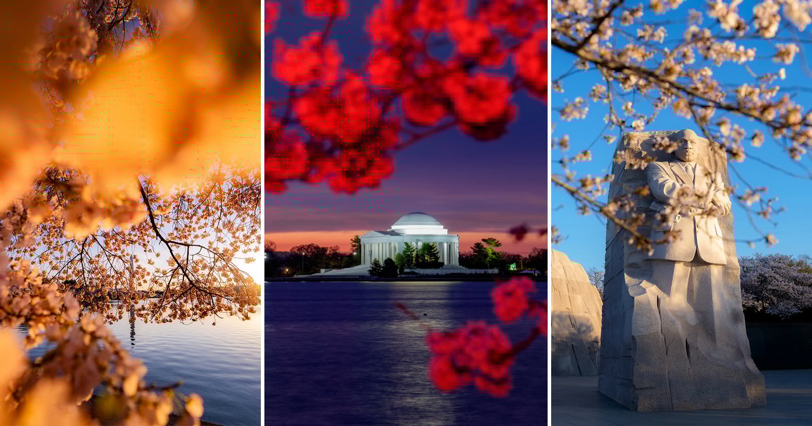 A collage of three images: cherry blossoms by water at sunset, Jefferson Memorial framed by pink cherry blossoms at dusk, and Martin Luther King Jr. Memorial with cherry blossoms under a blue sky.