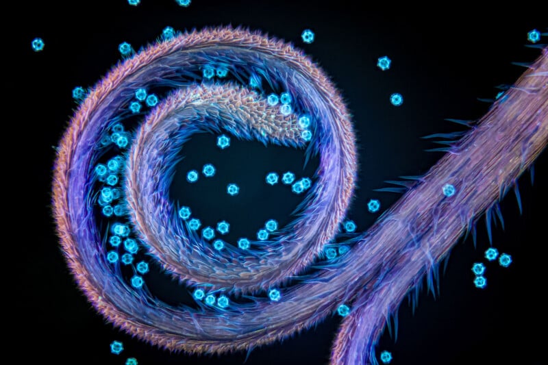 17 Award-Winning Microscope Photos Reveal the World’s Hidden Wonders