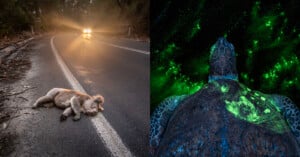 A split image shows: on the left, a koala lies injured on the edge of a road at dusk with car headlights approaching; on the right, a sea turtle glows with green bioluminescence underwater.