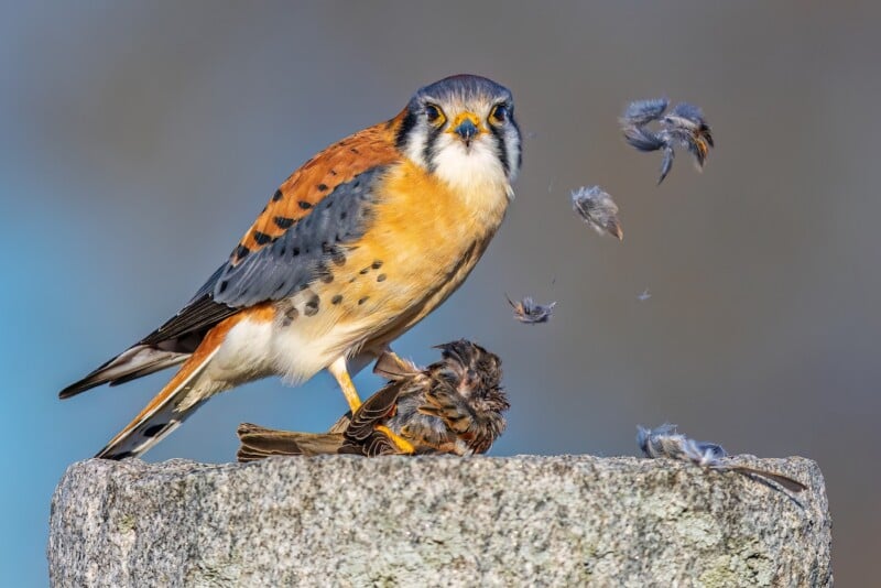 A colorful American kestrel stands on a stone post with a small bird in its talons. Feathers from its prey float in the air around them against a blurred background.