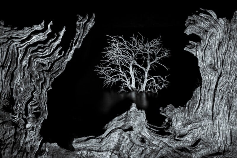 A black and white photo of a leafless tree standing in water, framed by the twisted, textured edges of large pieces of driftwood in the foreground. The background is completely dark, highlighting the tree's branches.