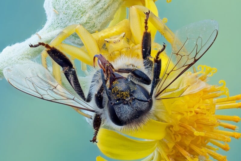A close-up of a yellow crab spider preying on a bee, both on a bright yellow flower with visible pollen on the bee's body and wings. The background is softly blurred in light blue and green tones.