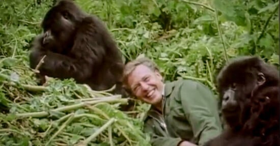A person in a green jacket lies on the ground smiling, surrounded by dense green foliage and two gorillas sitting nearby.