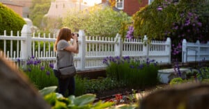 A woman stands in a garden taking a photo with a camera at sunset, surrounded by green plants and purple flowers, with a white picket fence and houses in the background.