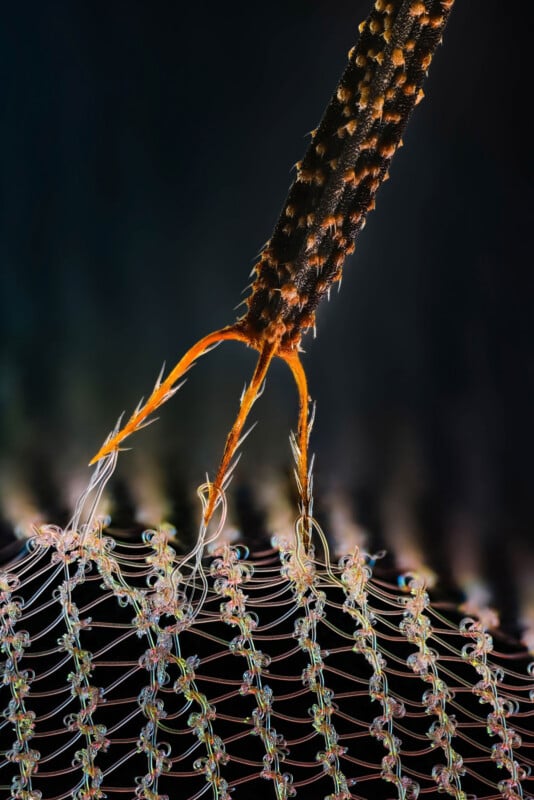 Close-up image of an insect leg, likely a mosquito, resting on a woven synthetic mesh. The fine hairs and intricate hooks on the leg and detailed threads of the mesh are clearly visible.