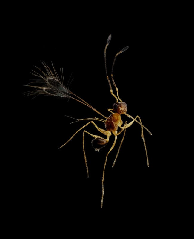 A close-up of a small insect with long, thin legs, antennae, and a feathery tail, set against a black background. The insect’s body appears yellowish with brown segments.