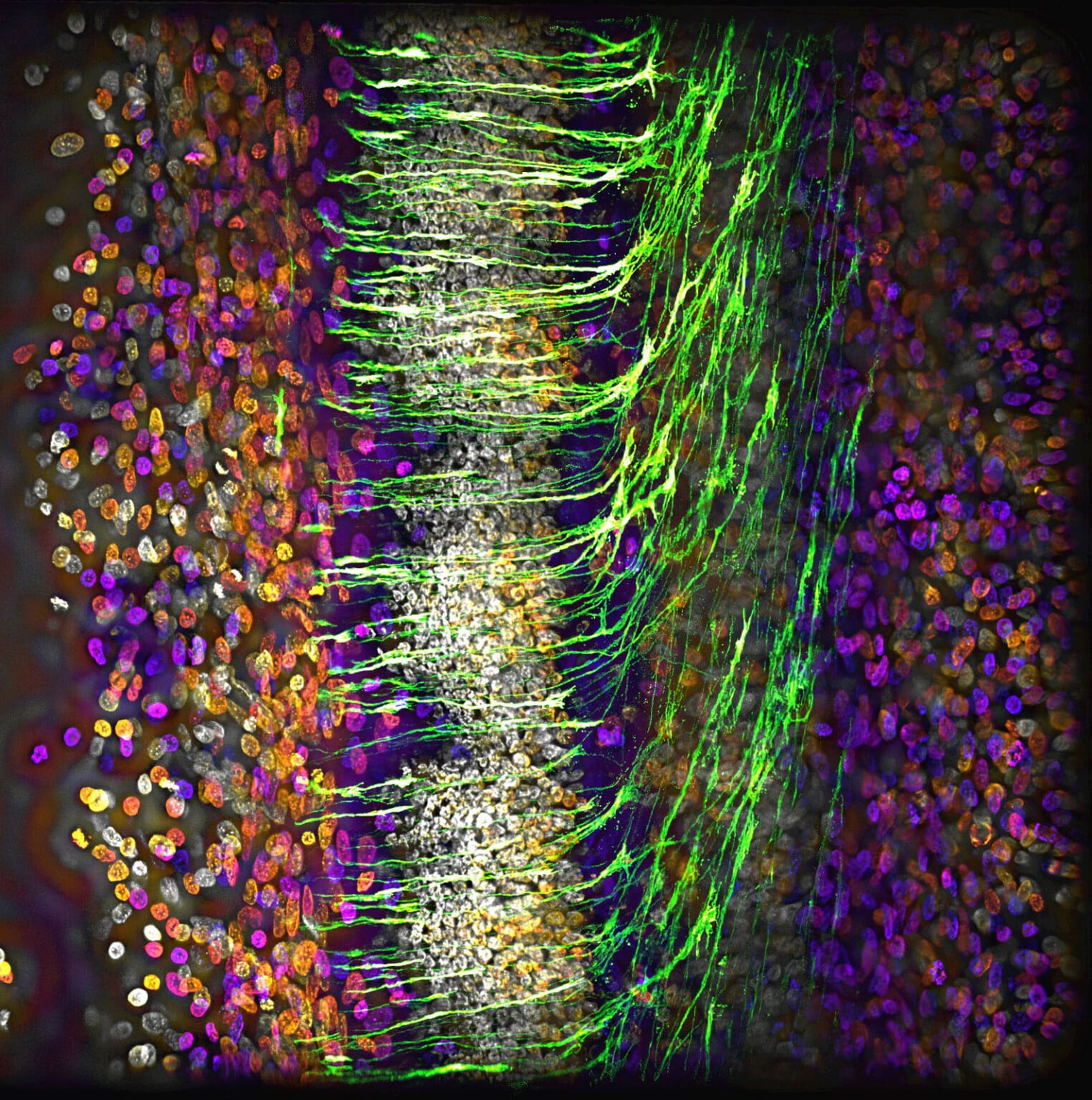 17 Award-Winning Microscope Photos Reveal the World's Hidden Wonders ...