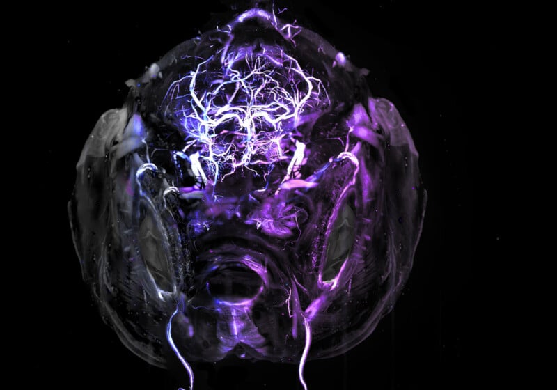 17 Award-Winning Microscope Photos Reveal the World’s Hidden Wonders