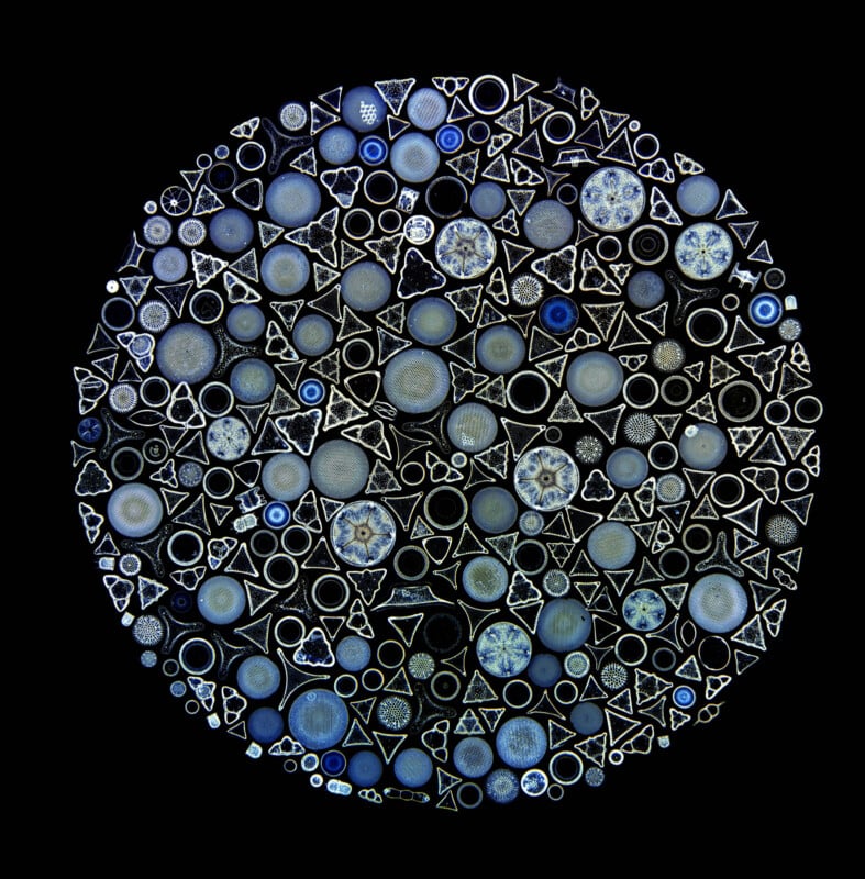 17 Award-Winning Microscope Photos Reveal the World’s Hidden Wonders