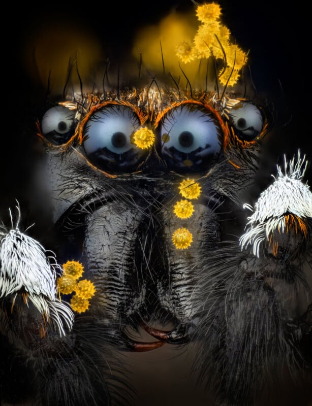 Close-up of a jumping spider’s face with multiple eyes, covered in fine hair and yellow pollen grains, against a dark background.