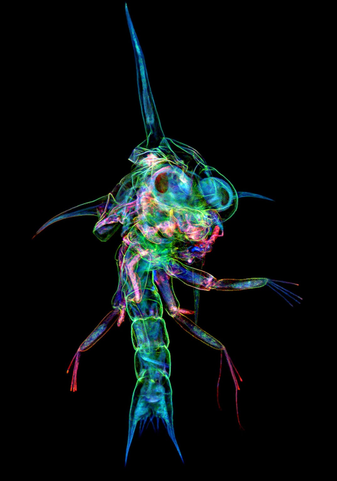 17 Award-Winning Microscope Photos Reveal the World's Hidden Wonders ...