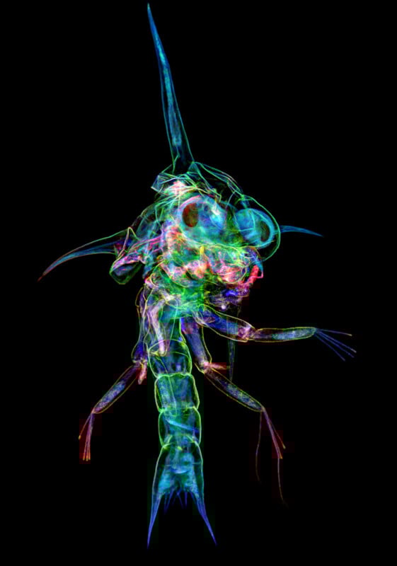 Multicolored, fluorescent image of a tiny aquatic organism, possibly a larval crustacean, showing translucent body structures, legs, antennae, and large eyes on a black background.