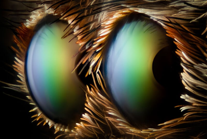 Extreme close-up of a spider’s eyes, showing two large, glossy, greenish orbs surrounded by fine, brown and tan hair-like structures. The surface of the eyes appears smooth and reflective.