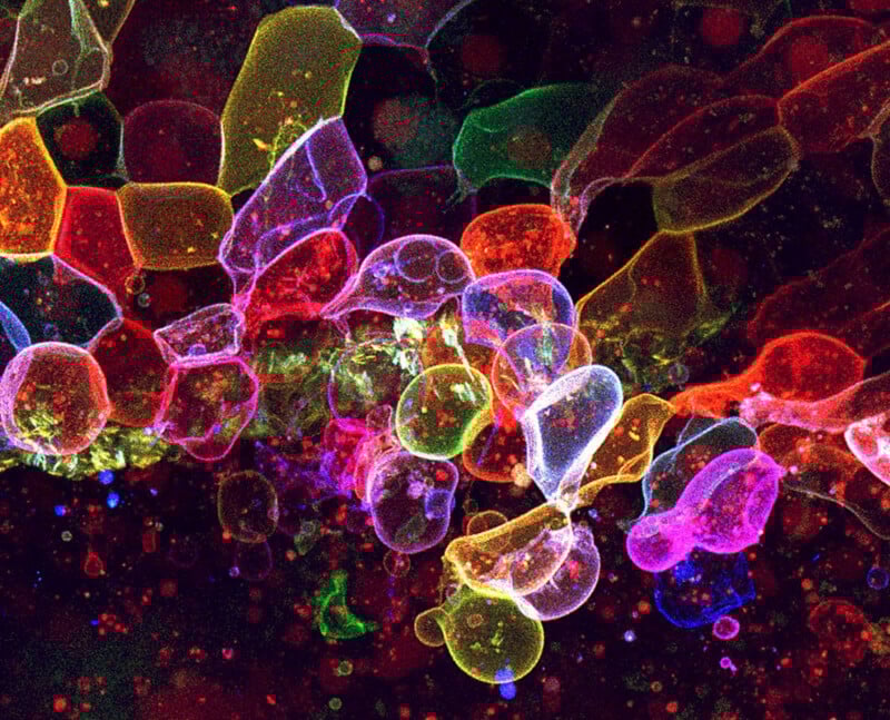 Colorful, translucent cell-like structures overlap and cluster against a dark background, creating a vibrant, abstract pattern with shades of red, pink, yellow, green, and blue.