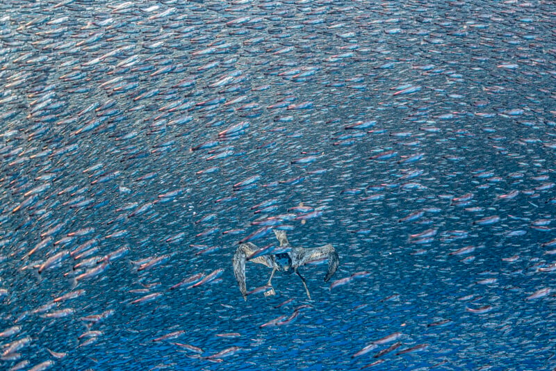 A large seabird with wings spread glides just above a dense, swirling school of fish in blue water, creating ripples and patterns on the surface.