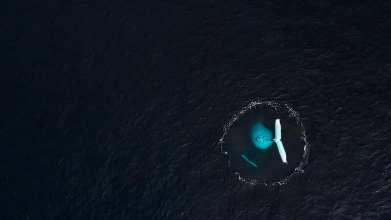 Aerial view of a whale underwater with its fluke visible above the surface, surrounded by a circular disturbance in the dark ocean.