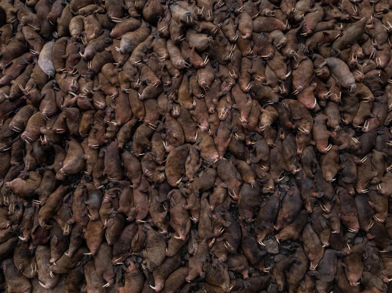 A dense group of walruses, seen from above, packed closely together. Their brown bodies and long tusks are visible, forming a textured, almost uniform mass.