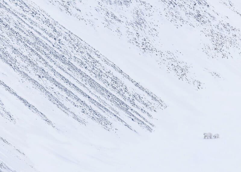 Two polar bears stand close together on a vast, snow-covered slope, with diagonal lines of exposed dark rock cutting across the white landscape. The bears are small against the expansive, wintry backdrop.
